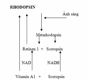 Sự hình thành và chuyển đổi rhodopsin.