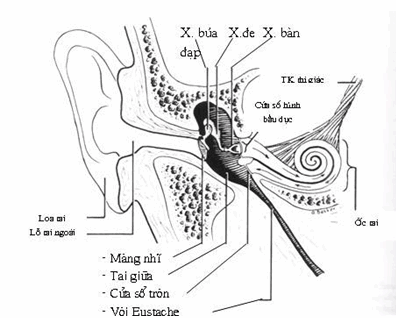 Cấu tạo của tai người