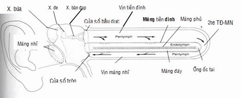 Đường dẫn truyền âm thanh