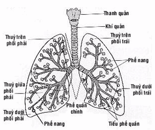 Sơ đồ phổi và đường dẫn khí.