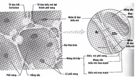 Cấu tạo màng hô hấp