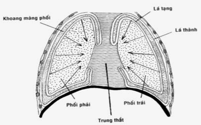 Cơ chế tạo áp suất âm khoang màng phổi.