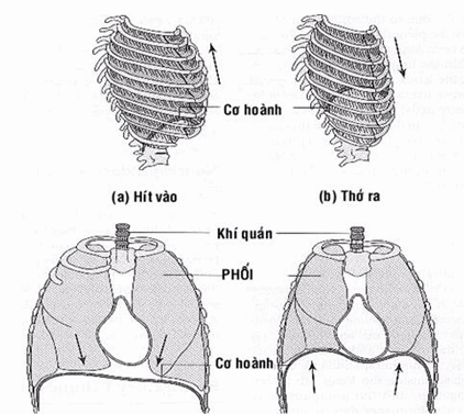 Cử động hô hấp của lồng ngực và cơ hoành.