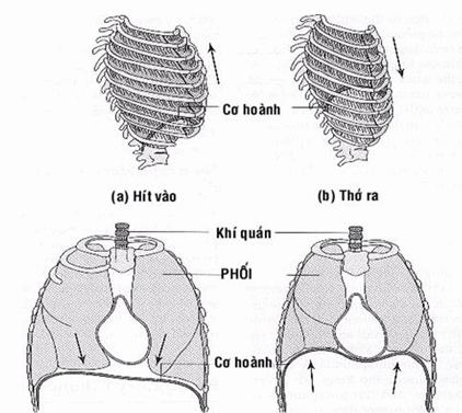 Cơ hoành có vai trò quan trọng trong sinh lý hô hấp