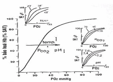 Sự dịch chuyển đồ thị phân ly của oxy dưới tác động của pH, PCO2 và nhiệt độ