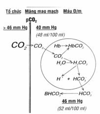 Máu nhận CO2 ở mô