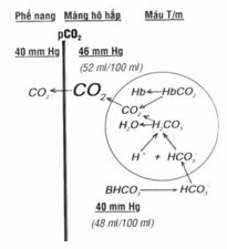 Máu thải CO2 ở phổi