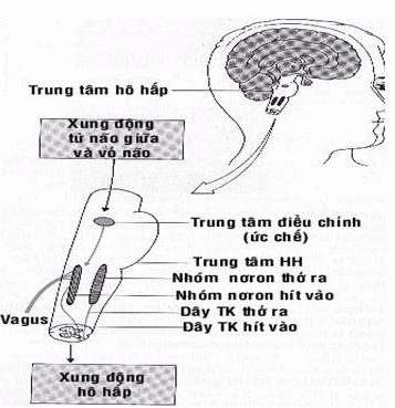 Cấu tạo trung tâm hô hấp.