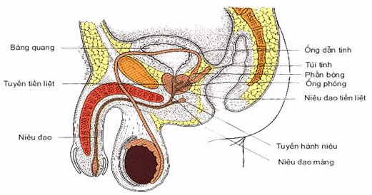 Cơ quan sinh dục nam