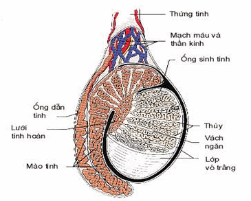 Cấu trúc của tinh hoàn và mào tinh