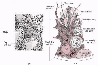  Mặt cắt ngang của các ống sinh tinh