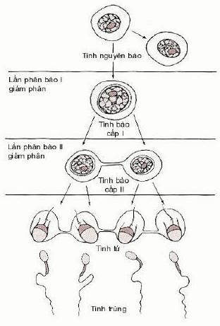 Quá trình giảm phân tạo tinh trùng