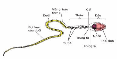 Cấu trúc của một tinh trùng