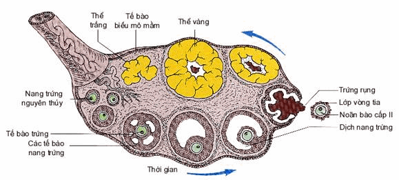 Các giai đoạn phát triển của nang trứng trong buồng trứng
