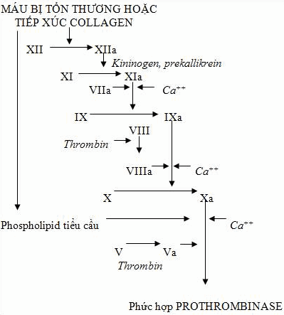 Sự hình thành prothrombinase theo con đường nội sinh