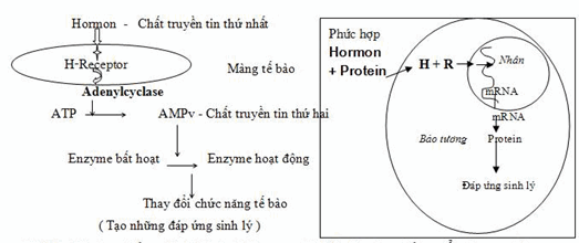 Tác dụng trên sự hình thành AMPv (trái), trên sự tổng hợp protein (phải).