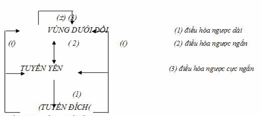 Tóm tắt cơ chế điều hòa ngược