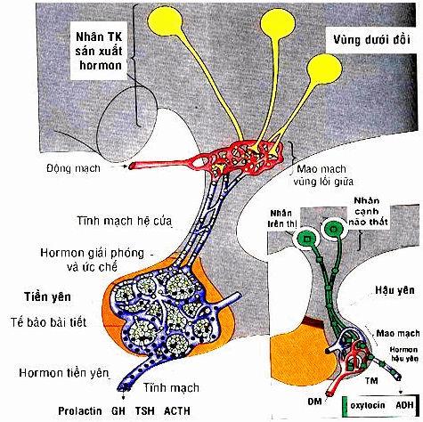 Sơ đồ trục dưới đồi-yên