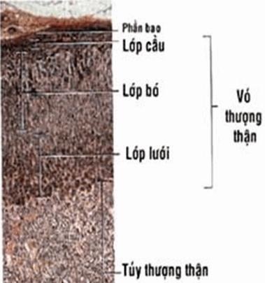 Các lớp vỏ thượng thận