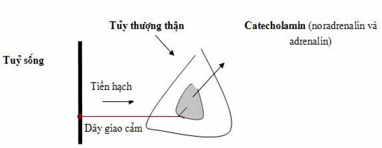 Thần kinh giao cảm chi phối tủy thượng thận chỉ có sợi tiền hạch, các catecholamin được giải phóng vào máu như những hormo