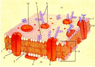 Cấu trúc của màng bào tương