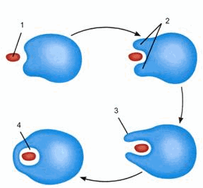 Hiện tượng thực bào