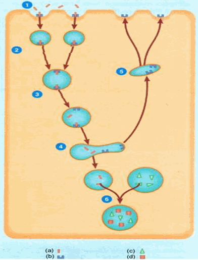 Hiện tượng nhập bào qua trung gian receptor