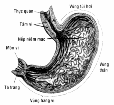 Cấu tạo dạ dày