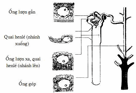 Cấu trúc tế bào của nephron.