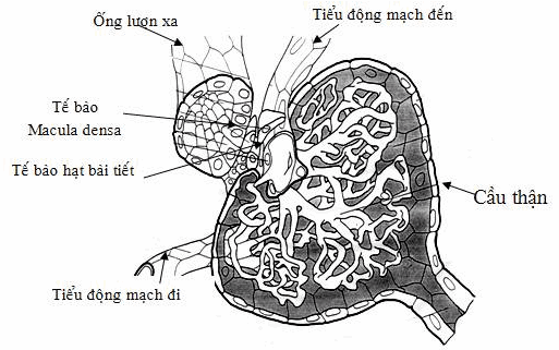 Cấu trúc của tổ chức cạnh cầu thận.