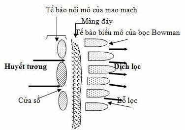 Cấu tạo màng lọc cầu thận.