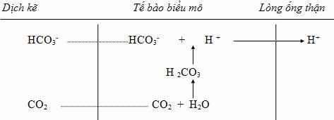 Quá trình bài tiết H+.