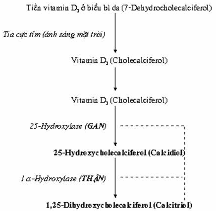 Hình thành dạng hoạt tính của vitamin D