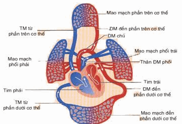 Sự lưu thông máu trong cơ thể