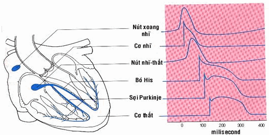Hệ thống dẫn truyền và điện thế hoạt đồng từng vị trí trong tim