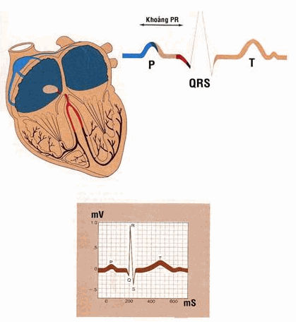 Sự dẫn truyền xung động qua tim thể hiện trên điện tâm đồ