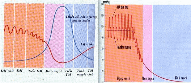 Đường biễu diễn thay đổi áp lực máu trong hệ mạch