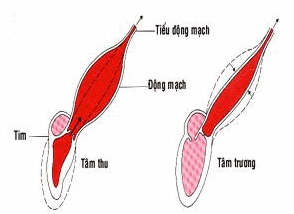 Tính đàn hồi giúp máu chảy liên tục.