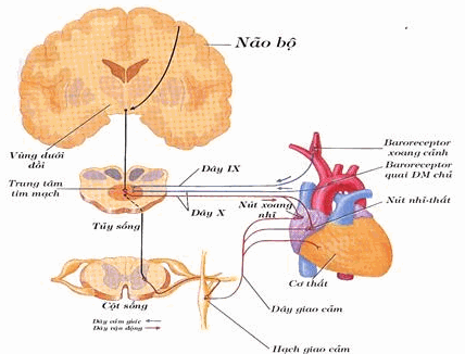 Hệ thần kinh thực vật chi phối tim và phản xạ baroreceptor giúp điều  hòa huyết áp