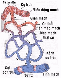 Sơ đồ vi tuần hoàn.