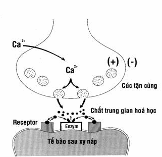 Cơ chế dẫn truyền qua xy náp