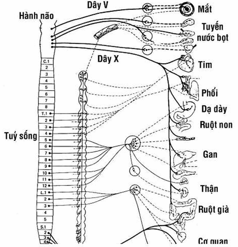 Cấu tạo hệ thần kinh tự động