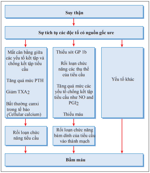 Cơ chế bầm máu trong suy thận