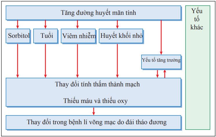 Cơ chế của bệnh lí võng mạc do đái tháo đường