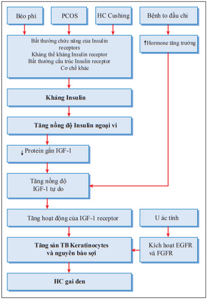 Cơ chế của hội chúng gai đen