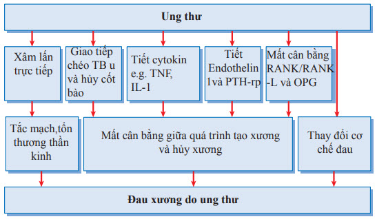 Cơ chế đau do ung thư