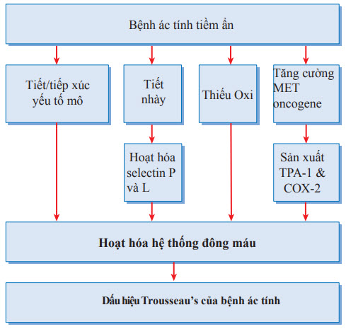 Cơ chế dấu hiệu Trousseau’s của bệnh ác tính