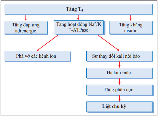 Cơ chế liệt chu kỳ ở bệnh nhân tuyến giáp