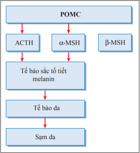 Cơ chế tăng sắc tố da trong bệnh Addison