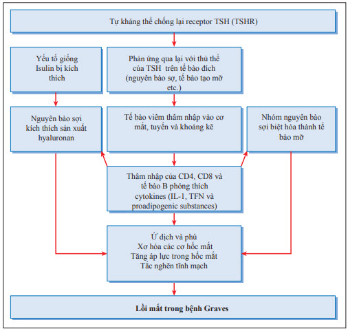 Cơ chế triệu chứng lồi mắt trong bệnh Graves